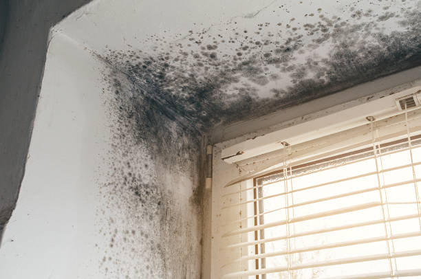 Affordable Mold Cleanup solutions in Saddle River, NJ